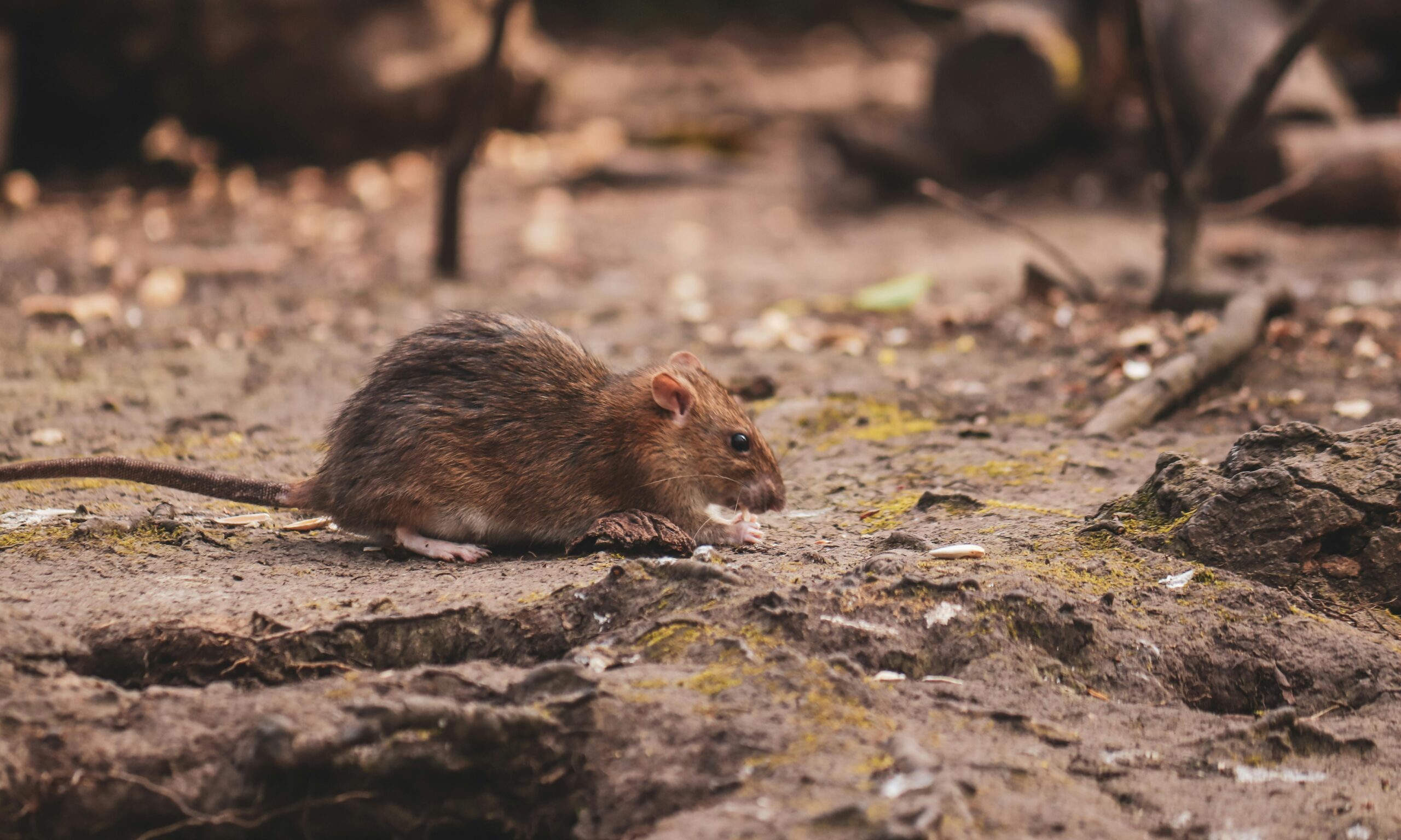 鼠害清潔 Rodent Removal